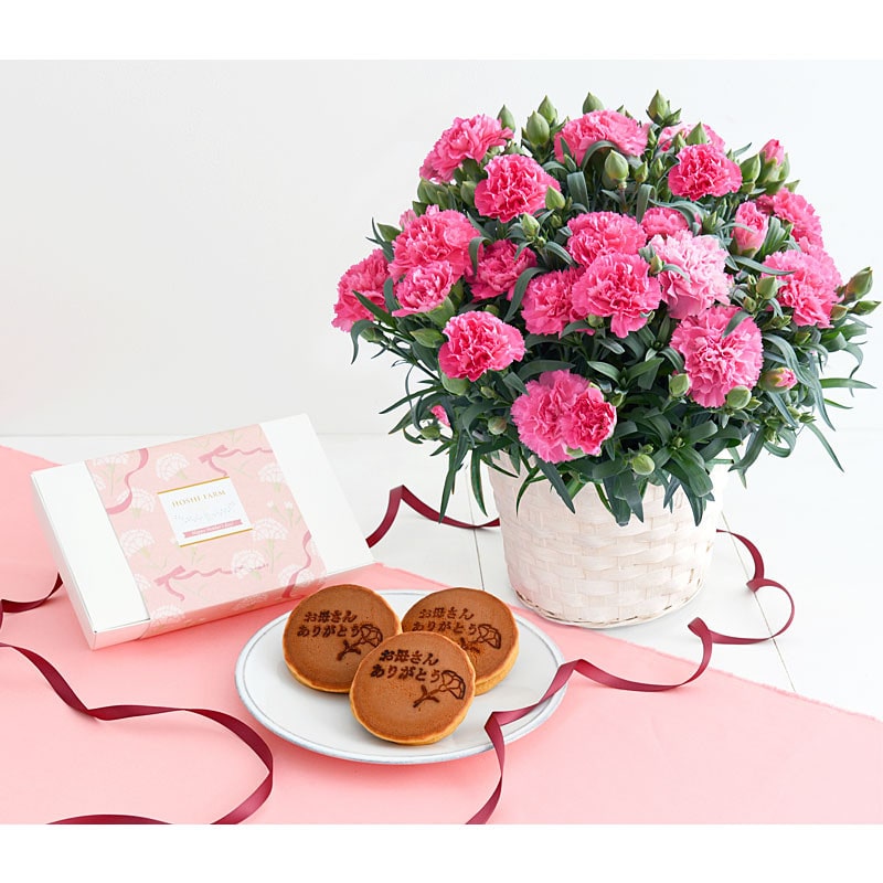 【母の日】［ホシファーム］カーネーション鉢＆徳島なると金時のどら焼き【送料込み】＜お届け日：5/6（水）～10（日）＞