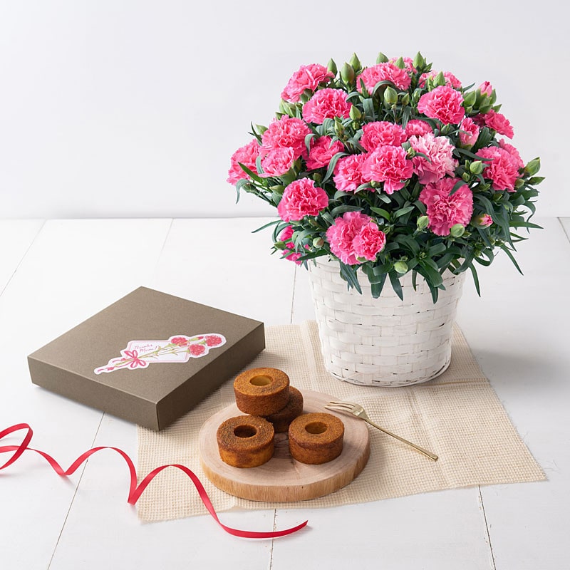 【母の日】［ホシファーム］カーネーション鉢＆焦がしキャラメルがしみ込んだバーム4個【送料込み】＜お届け日：5/6（水）～10（日）＞