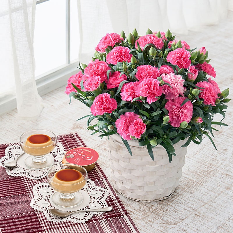 【母の日】［ホシファーム］カーネーション鉢＆たまご村プリン3個【送料込み】＜お届け日：5/6（水）～10（日）＞