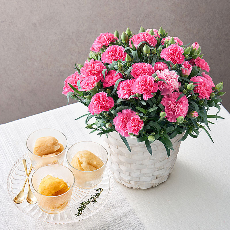 【母の日】［ホシファーム］カーネーション鉢＆凍らせて食べるシャーベット 彩果しずく3袋【送料込み】＜お届け日：5/6（水）～10（日）＞