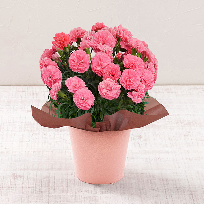 【母の日】カーネーション「ももりーな」【送料込み】＜お届け日：5/6（水）～10（日）＞