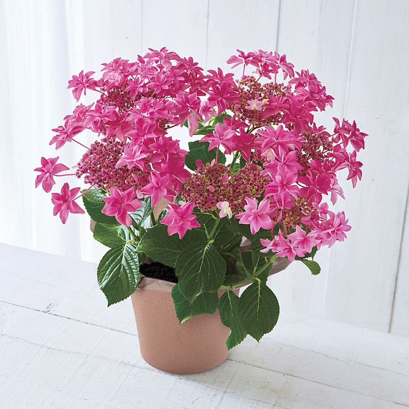 【母の日】［日比谷花壇］あじさい「 桜花乱舞 」【送料込み】＜お届け日：5/6（水）～10（日）＞