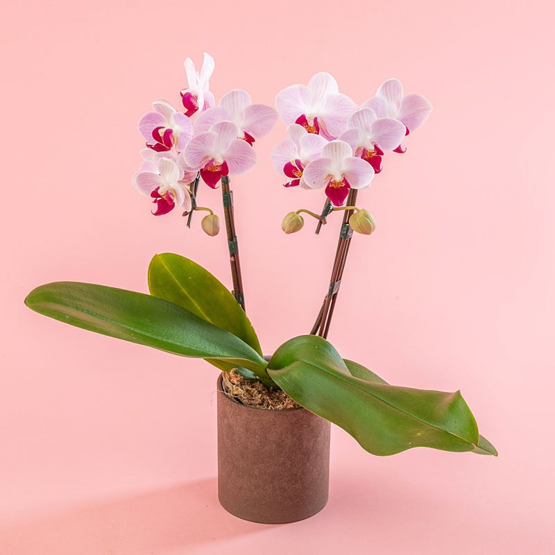 【母の日】［日比谷花壇］ミディ胡蝶蘭「リトルジェム」2本立ち【送料込み】＜お届け日：5/6（水）～10（日）＞