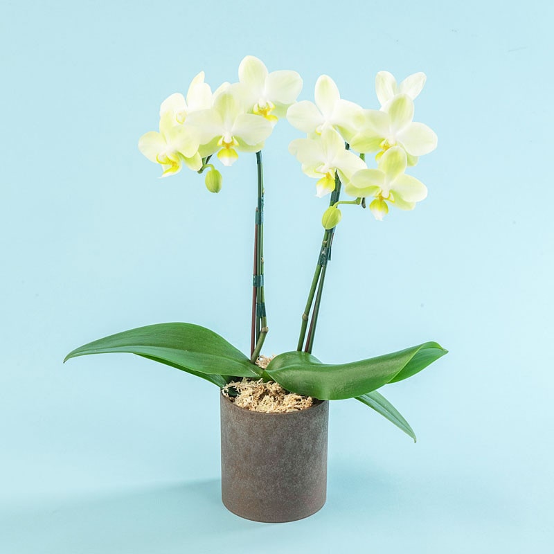 【母の日】［日比谷花壇］ミディ胡蝶蘭（イエロー系）2本立ち【送料込み】＜お届け日：5/6（水）～10（日）＞