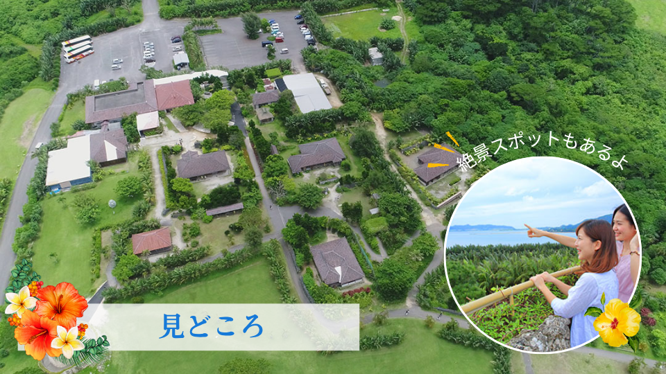 見どころ