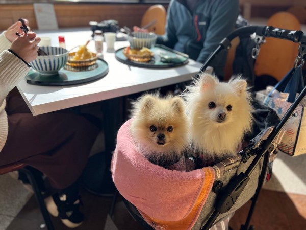 わんちゃんと一緒にレストラン