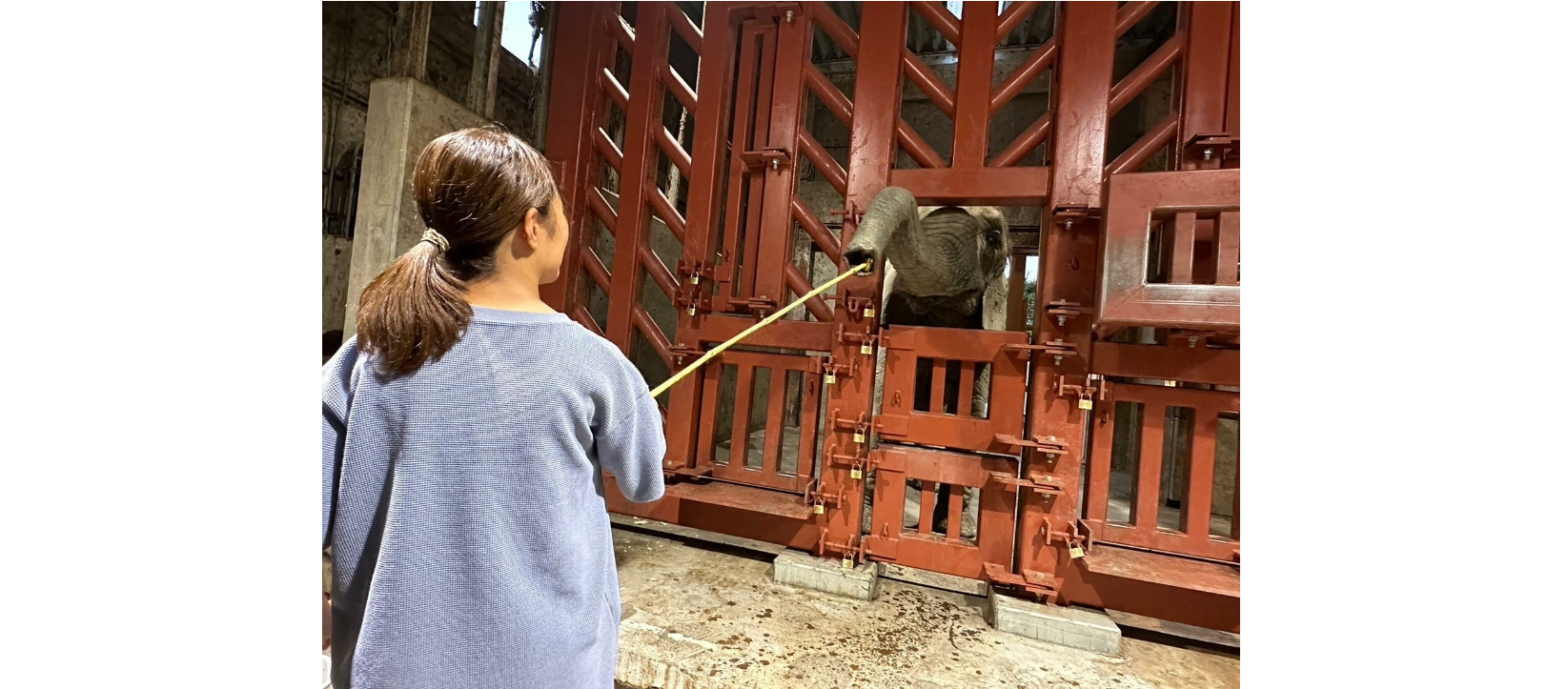  ～ アフリカゾウに大接近！？ゾウトレーニング見学～2025/11/1