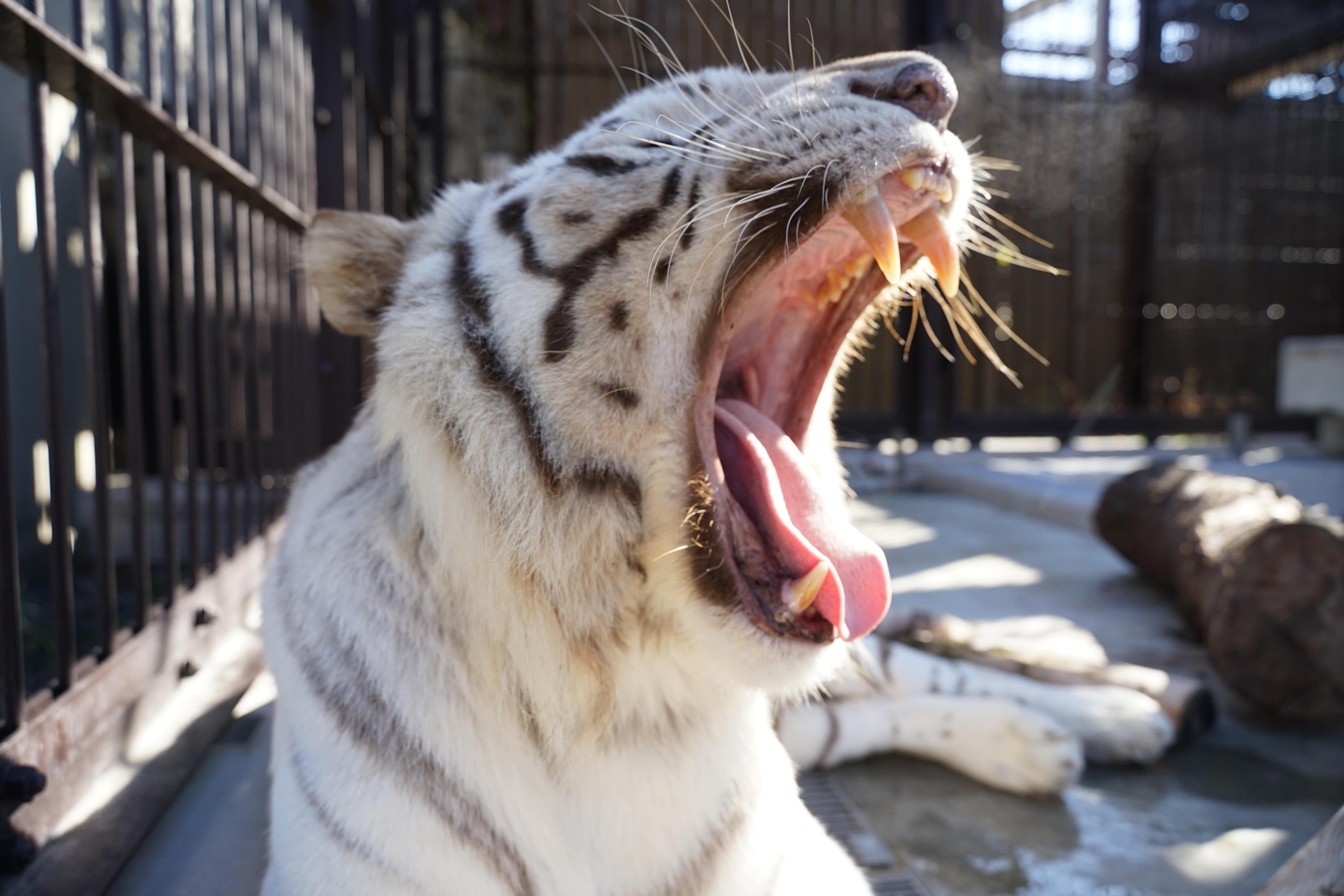 【20組様限定！】2026/2/7 ホワイトタイガーのおやつタイム