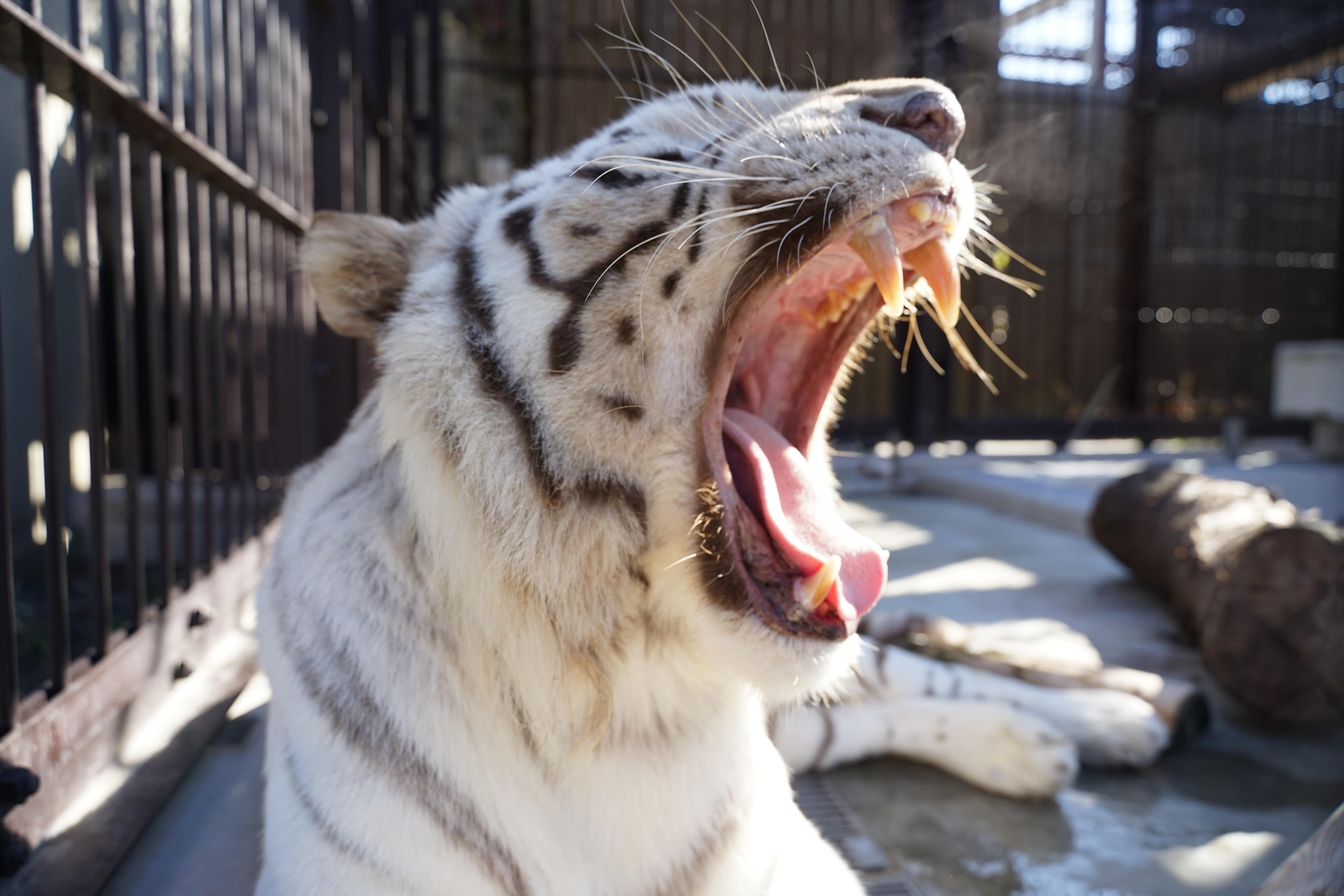 【20組様限定！】2026/3/7 ホワイトタイガーのおやつタイム