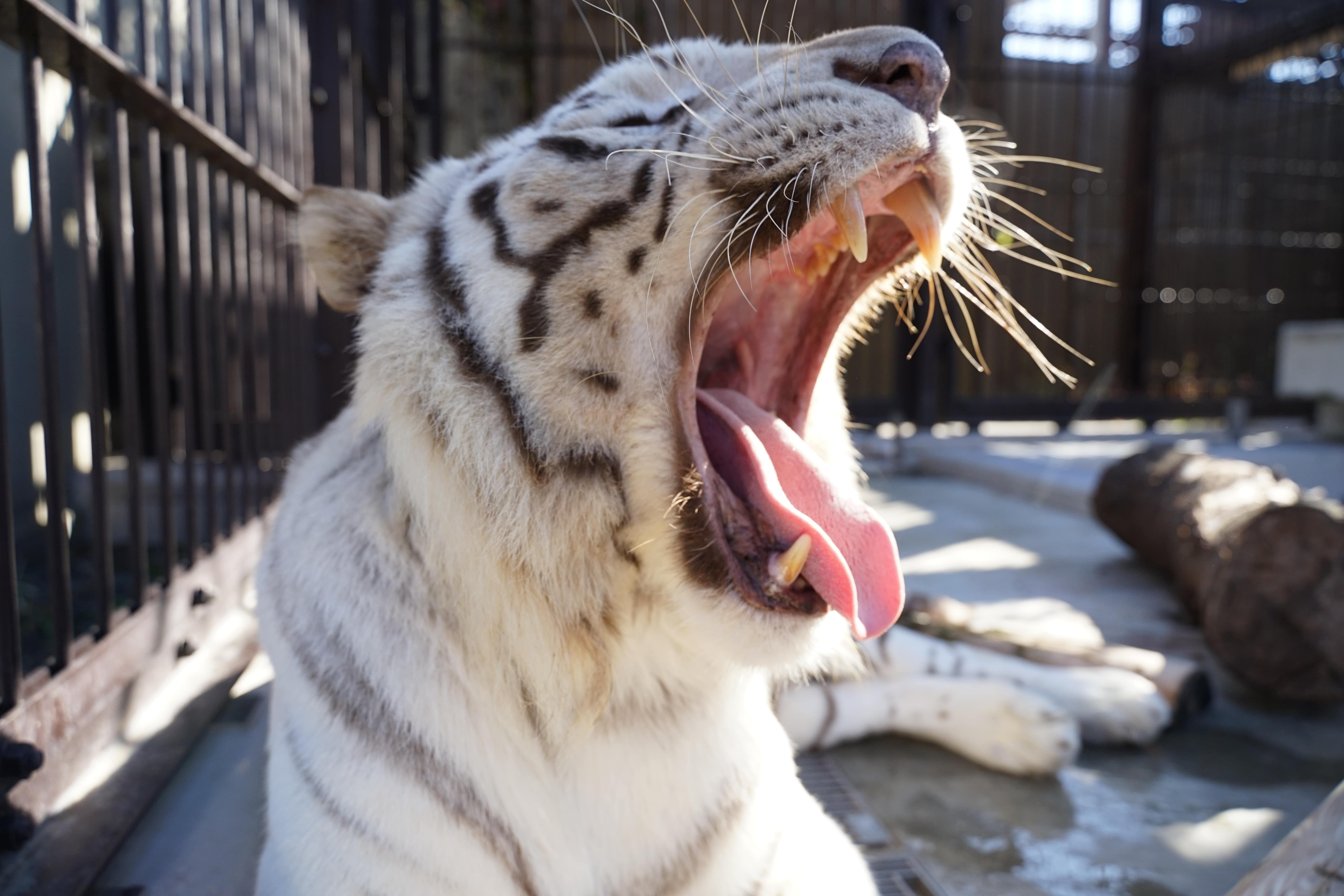 【20組様限定！】2026/3/28  ホワイトタイガーのおやつタイム