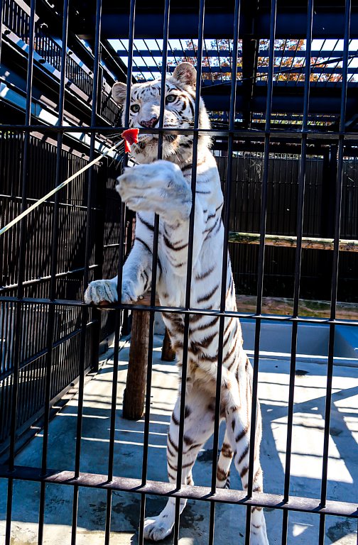 2026/4/11開催！あの人気のホワイトタイガーの餌あげ体験ができたり裏側に潜入！？ショートバックヤードツアー