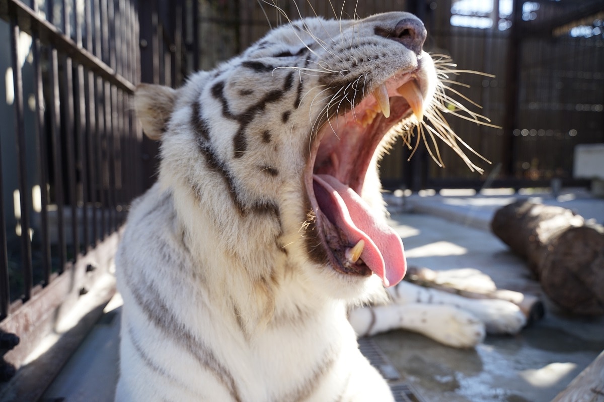 【5月10日(日)開催】裏側ナイトZOOツアー