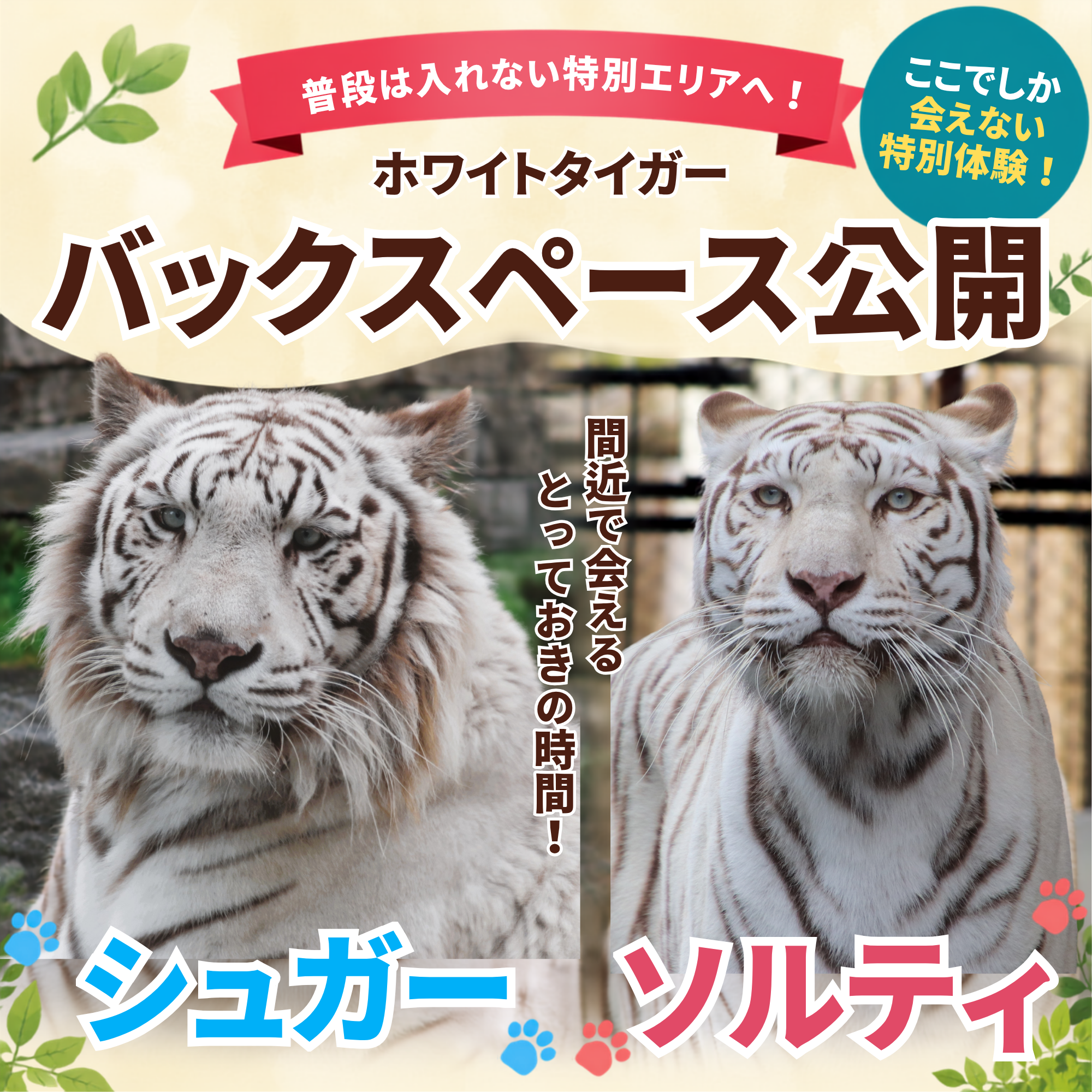 【2026/8/29開催！】ホワイトタイガー「シュガー」「ソルティ」バックスペース公開