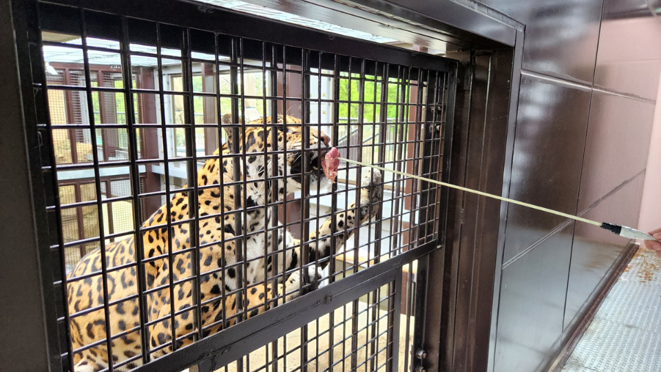 ヒョウ・ジャガー