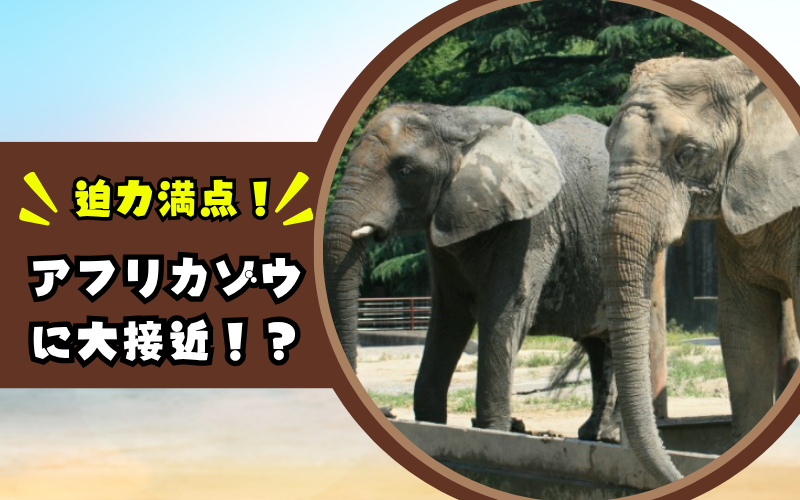 アフリカゾウ