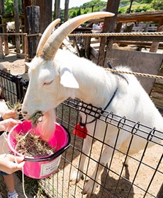 東武動物公園